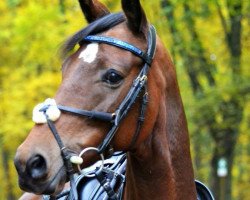 jumper Rabauke 60 (Trakehner, 2008, from Waitaki 31)