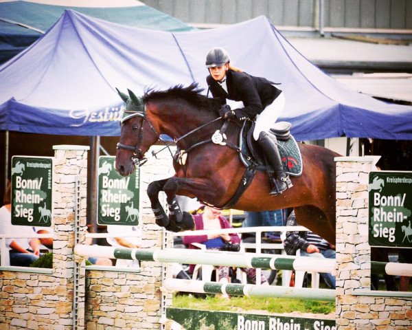 jumper Bruno Brunelli (Trakehner, 2006, from Grafenstolz)