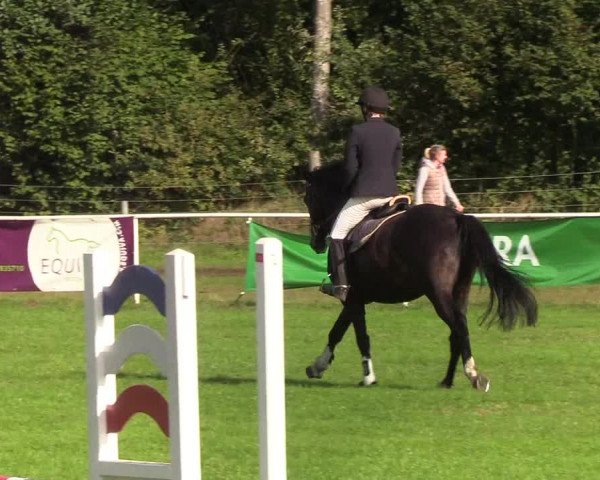 Reitturnier Kellinghusen 2019