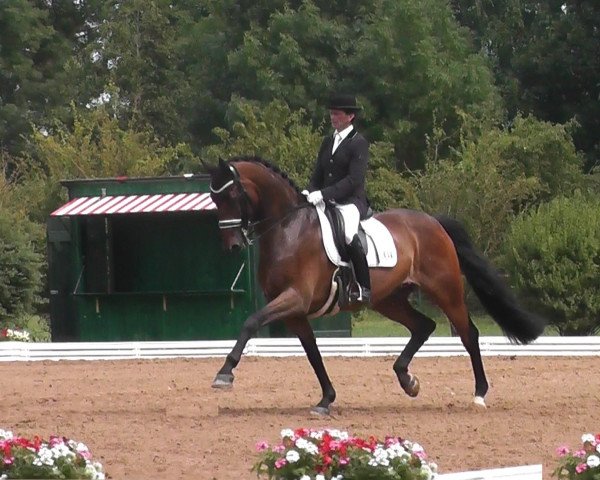 Dressurpferd Rocher O (Dänisches Warmblut, 2006, von Blue Hors Romanov)