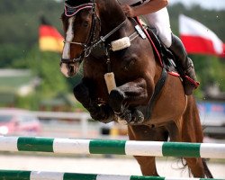 Springpferd Quibble die da dum (Holsteiner, 2005, von Quintero)