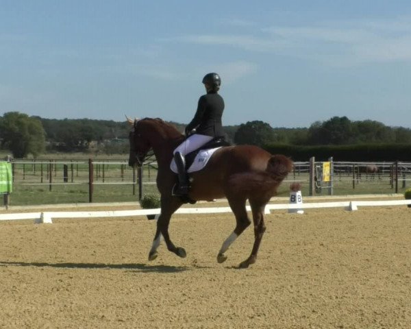 Reitturnier Swisttal-Miel 2019