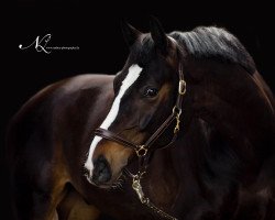Dressurpferd Silver 316 (Westfale, 2010, von Show Star)