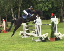 jumper Stacy D (Hanoverian, 2007, from Stolzenberg)