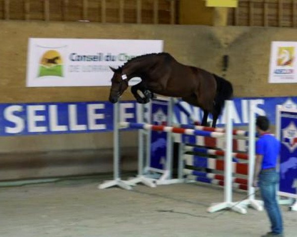 Pferd Dubai de Talma (Selle Français, 2013, von Thunder van de Zuuthoeve)