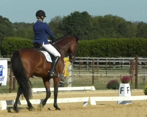 Reitturnier Swisttal-Miel 2019