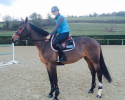 broodmare Very Nice de Talma (Selle Français, 2009, from Baloubet du Rouet)