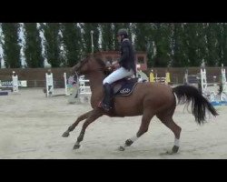 broodmare Velleda de Talma (Selle Français, 2009, from Dollar du Murier)