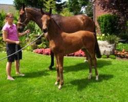 dressage horse Felina 164 (Rhinelander, 2008, from Fidertanz)