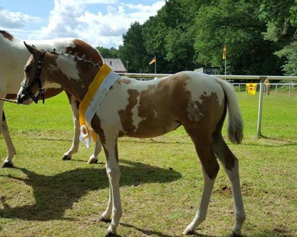 Pferd Sonnentanz GS (Deutsches Reitpony, 2016, von Rheingold)