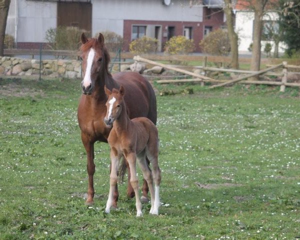 horse Cavalou (German Riding Pony, 2016, from A Gorgeous)