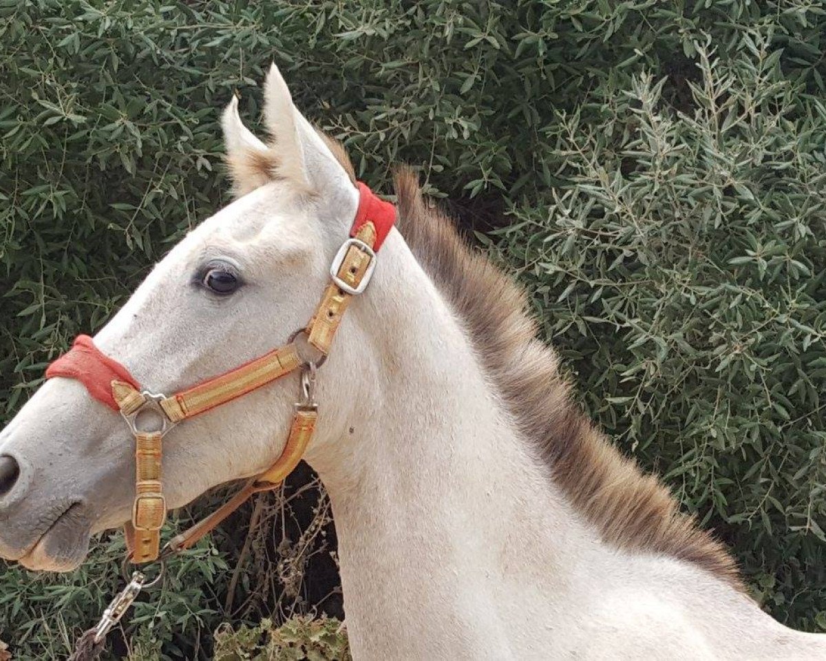 Pferd Rociera (Hispano-Araber, 2014)