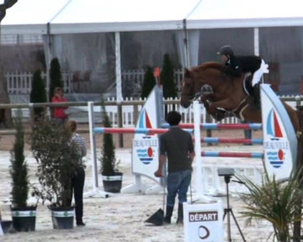 jumper Romanov de Talma (Selle Français, 2005, from Quidam de Revel)