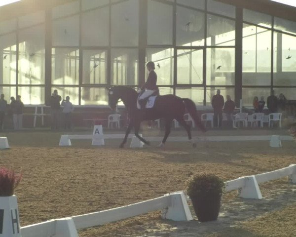 Reitturnier Swisttal-Miel 2019