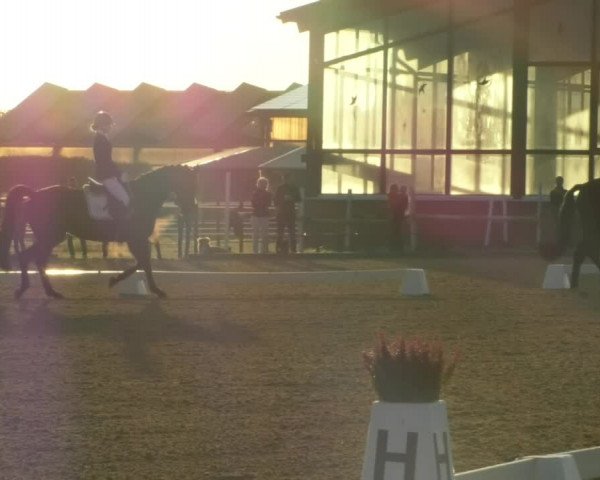 Reitturnier Swisttal-Miel 2019