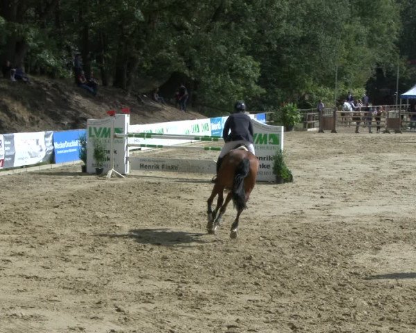 Reitturnier Albersloh 2019