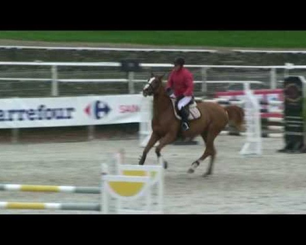 horse Quetsche de Talma (Selle Français, 2004, from Couleur Rubin)
