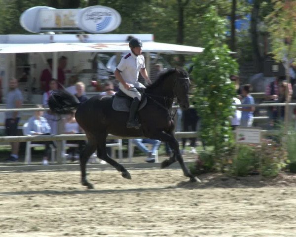 Reitturnier Albersloh 2019