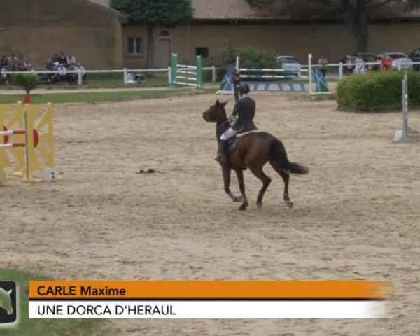 jumper Une Dorca D'Heraul (Selle Français, 2008, from Jeff D'Or)