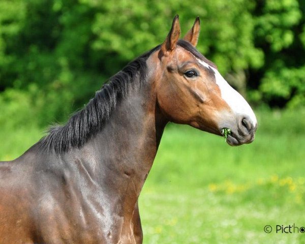 stallion Gentleman Platiere (Selle Français, 1994, from Jalisco B)