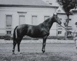 stallion Flor II AA (Anglo-Arabs, 1959, from Teheran AA)