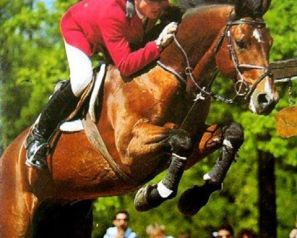 stallion Phosph'Or AA (Anglo-Arabs, 1981, from Unicol'Or AA)
