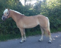 Broodmare Ciria 2 (Haflinger, 2008, from Auretanius)