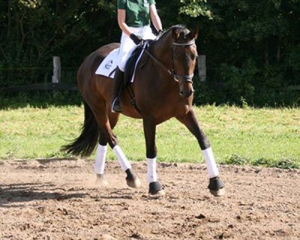 Dressurpferd Calligraf (Holsteiner, 2011, von Coriando)