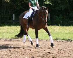 dressage horse Calligraf (Holsteiner, 2011, from Coriando)