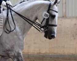 broodmare Söl'rings La Vie En Rose (Little German Riding Horse, 2007, from Mescalero 29)