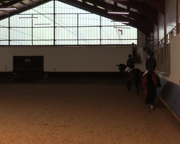 Reitturnier Albersloh 2019