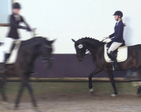Reitturnier Albersloh 2019