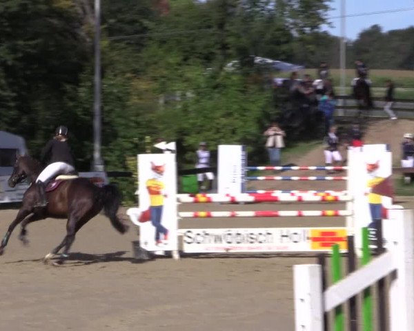 Reitturnier Buchenhof-Ibbenbüren 2019