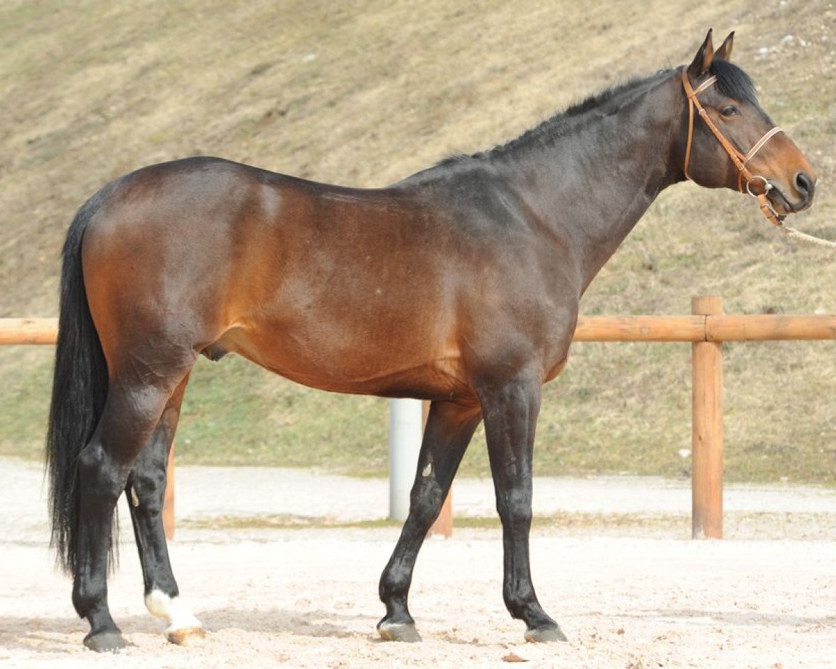 stallion Negus de Talma (Selle Français, 2001, from Quick Star)