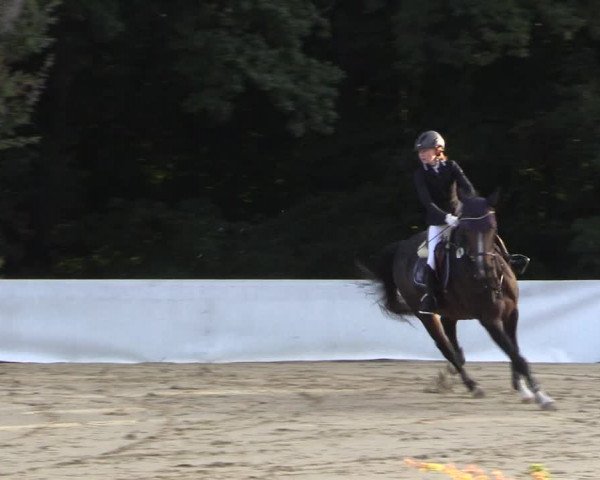 Reitturnier Buchenhof-Ibbenbüren 2019