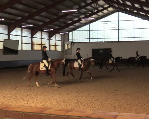 Reitturnier Albersloh 2019