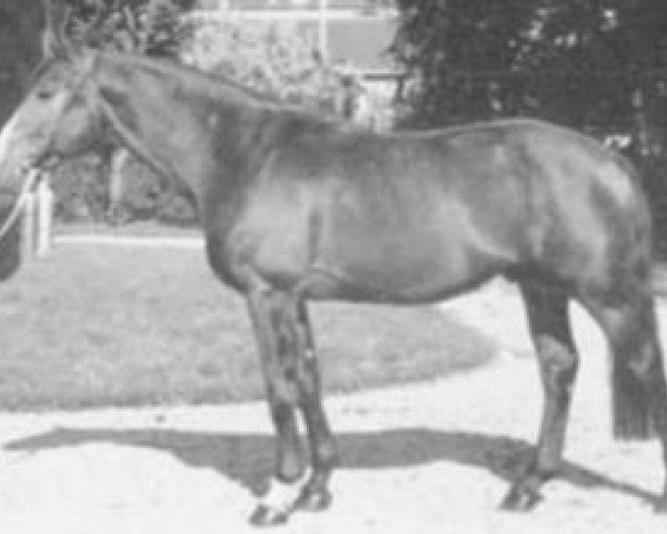 stallion Fragile (Selle Français, 1971, from Amour du Bois)
