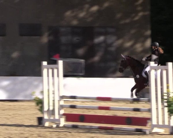 Reitturnier Buchenhof-Ibbenbüren 2019