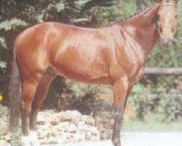 stallion Bacus de Nouvolieu (Selle Français, 1989, from Quat'Sous)