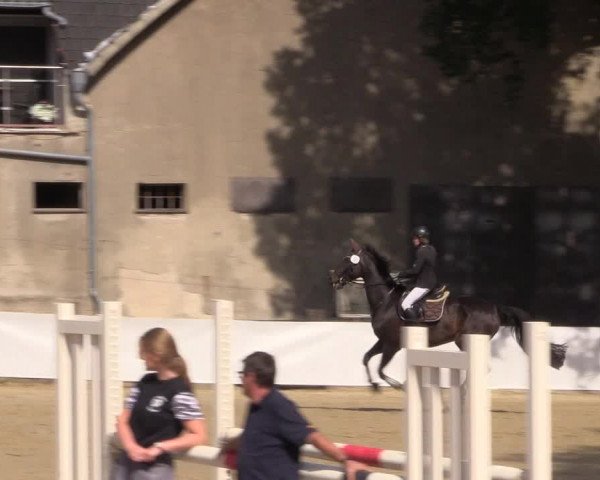 Reitturnier Buchenhof-Ibbenbüren 2019