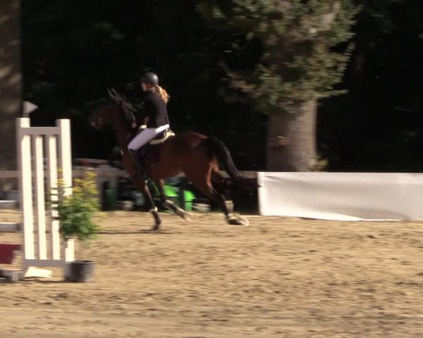 Reitturnier Buchenhof-Ibbenbüren 2019
