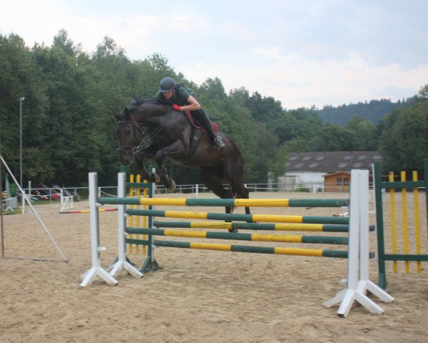 Pferd Cardigan 5 (KWPN (Niederländisches Warmblut), 2007, von Crawford)