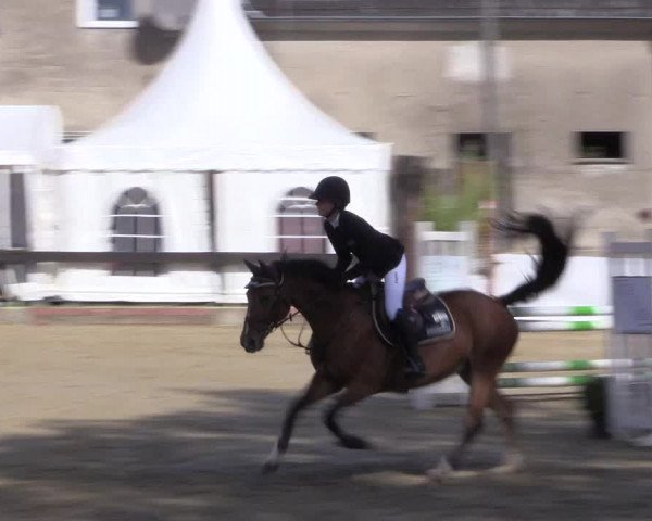 Reitturnier Buchenhof-Ibbenbüren 2019