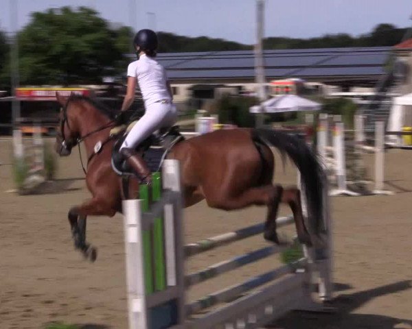 Reitturnier Buchenhof-Ibbenbüren 2019