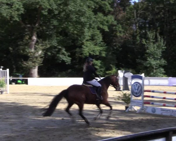 Reitturnier Buchenhof-Ibbenbüren 2019