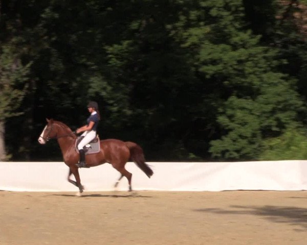 Reitturnier Buchenhof-Ibbenbüren 2019