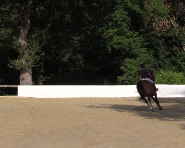 Reitturnier Buchenhof-Ibbenbüren 2019
