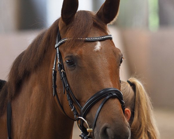 Dressurpferd Federleicht 18 (Westfale, 2010, von Fidertanz)