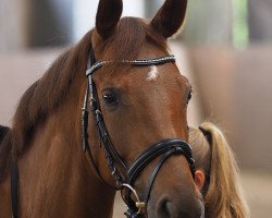 dressage horse Federleicht 18 (Westphalian, 2010, from Fidertanz)