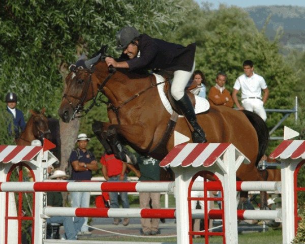 horse Joy de Talma (Selle Français, 1997, from Nidor Platière)